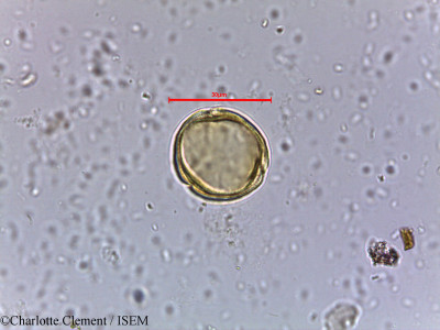 Mallotus stenanthus - lame n° 5719