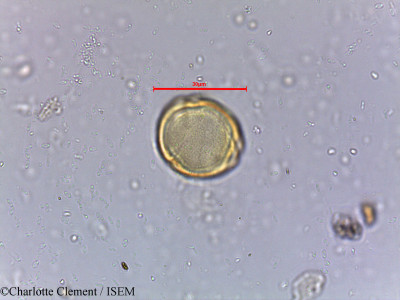 Mallotus stenanthus - lame n° 5719