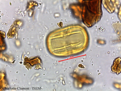 Charlotte.Clement/Manilkara_hexandra_6325/Manilkara_hexandra_6325_0001(copy)_thumb.jpg