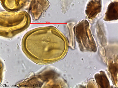 Charlotte.Clement/Mimusops_elengi_5297/Mimusops_elengi_5297_0001(copy)_thumb.jpg