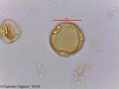 Charlotte.Clement/Randia_dumetorum_4031/Randia_dumetorum_4031_0001(copy)_thumb.jpg