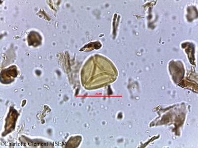 Charlotte.Clement/Schleichera_oleosa_4044/Schleichera_oleosa_4044_0001(copy)_thumb.jpg
