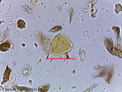 Schleichera oleosa - lame n° 4044