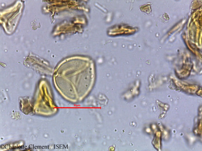 Schleichera oleosa - lame n° 4044