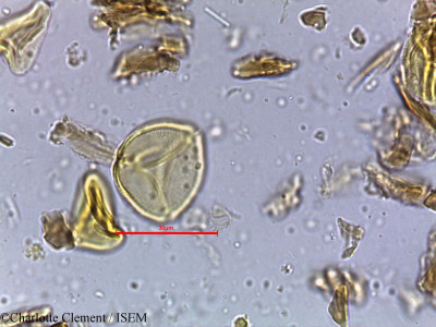 Schleichera oleosa - lame n° 4044