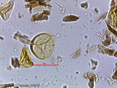 Schleichera oleosa - lame n° 4044