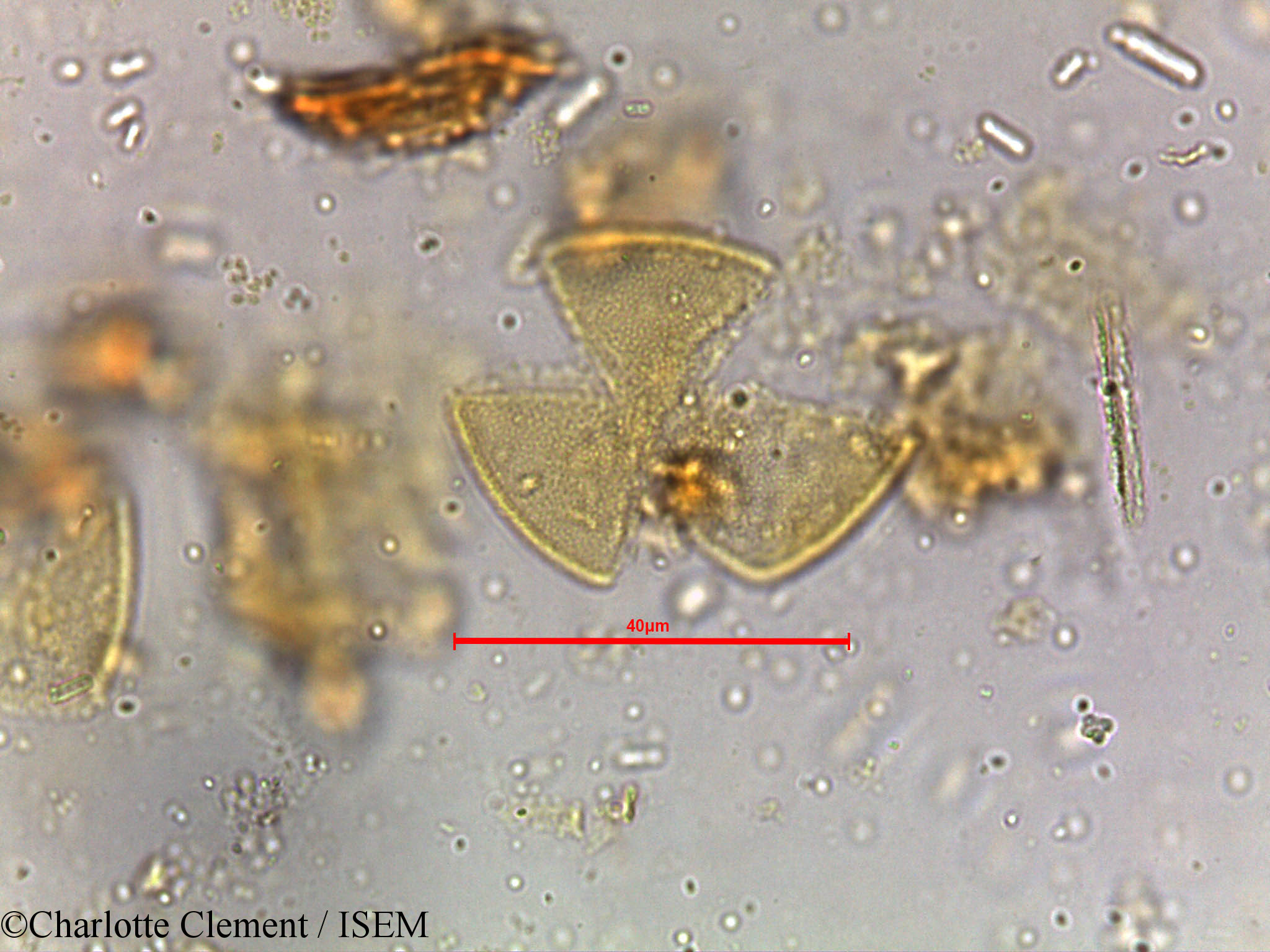 Charlotte.Clement/Shorea_robusta_5251/Shorea_robusta_5251_0001(copy).jpg