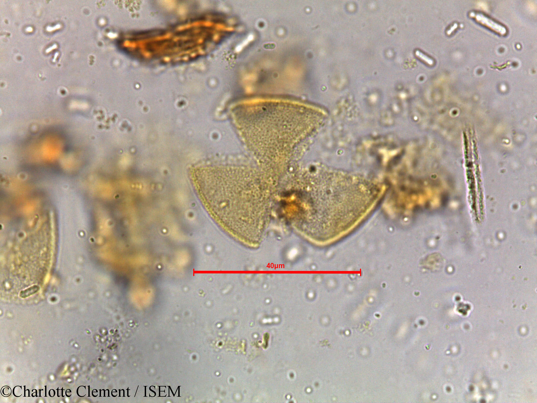 Charlotte.Clement/Shorea_robusta_5251/Shorea_robusta_5251_0002(copy).jpg