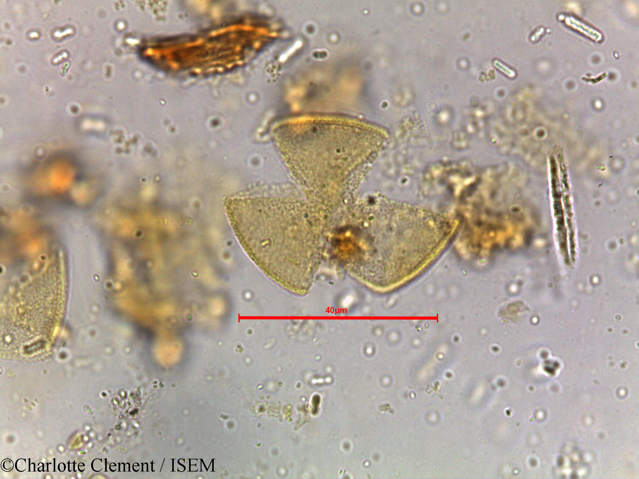 Charlotte.Clement/Shorea_robusta_5251/Shorea_robusta_5251_0003(copy).jpg