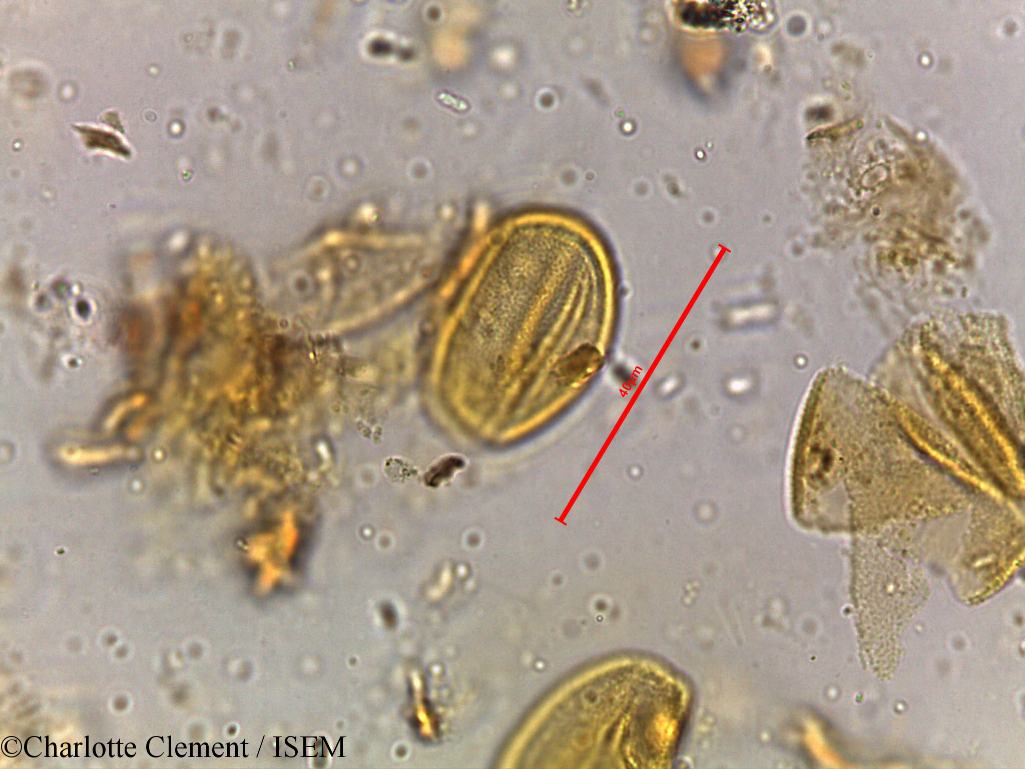 Charlotte.Clement/Shorea_robusta_5251/Shorea_robusta_5251_0005(copy).jpg