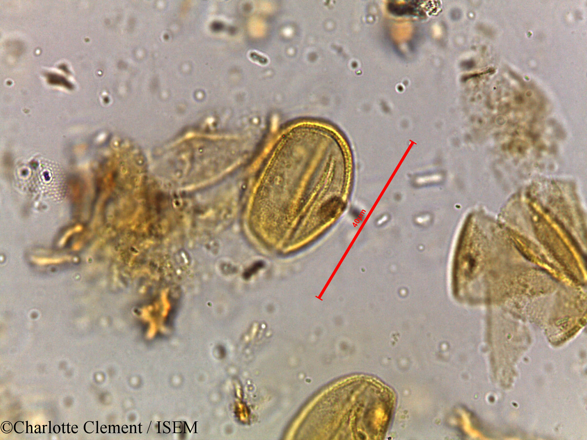 Charlotte.Clement/Shorea_robusta_5251/Shorea_robusta_5251_0006(copy).jpg