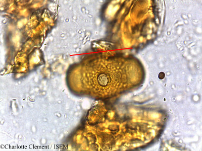 Charlotte.Clement/Sonneratia_caseolaris_10864/Sonneratia_caseolaris_10864_0001(copy)_thumb.jpg