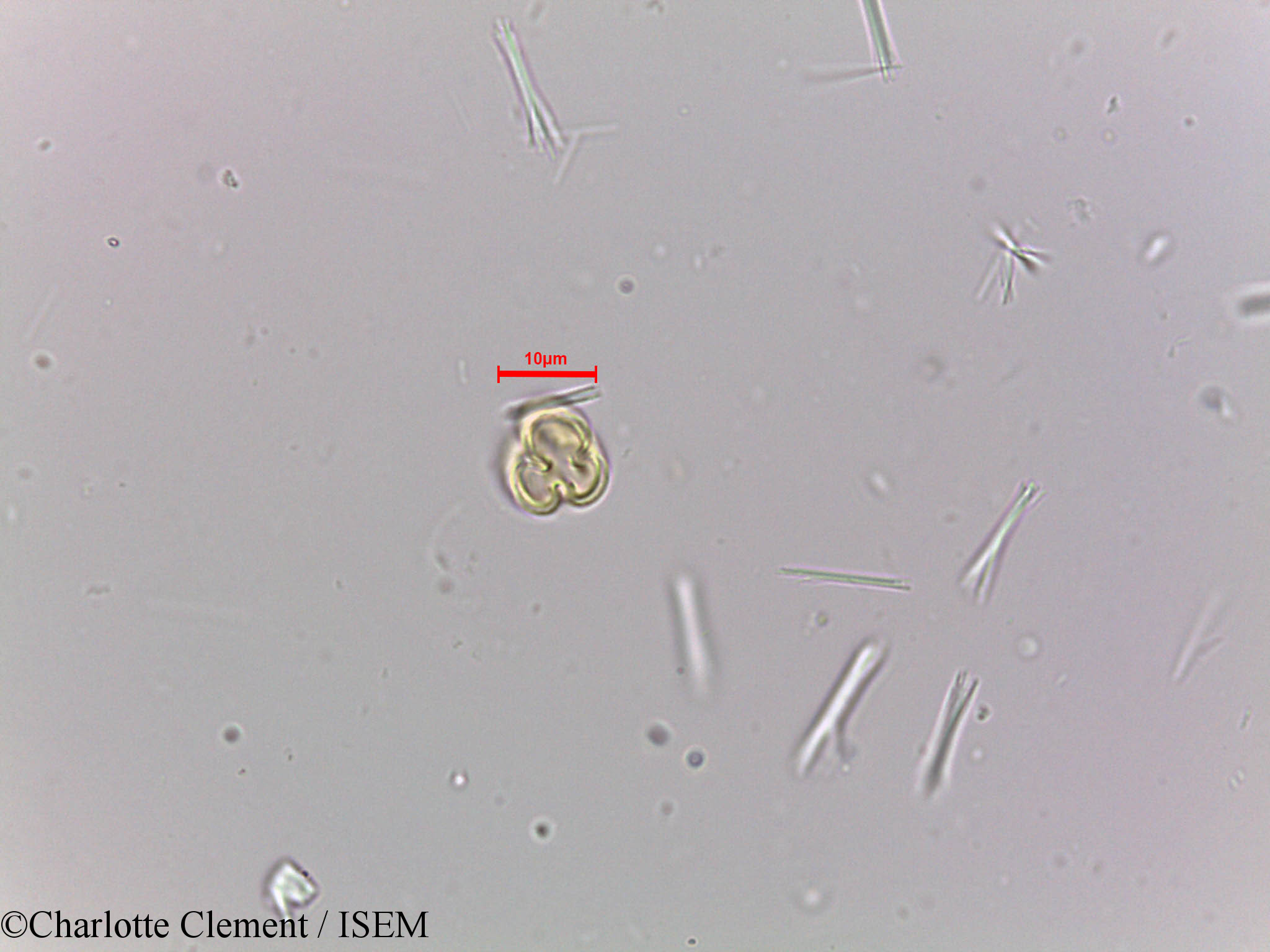 Charlotte.Clement/Tetrameles_nudiflora_23982/Tetrameles_nudiflora_23982_0001(copy).jpg