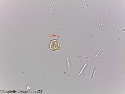 Charlotte.Clement/Tetrameles_nudiflora_23982/Tetrameles_nudiflora_23982_0001(copy)_thumb.jpg