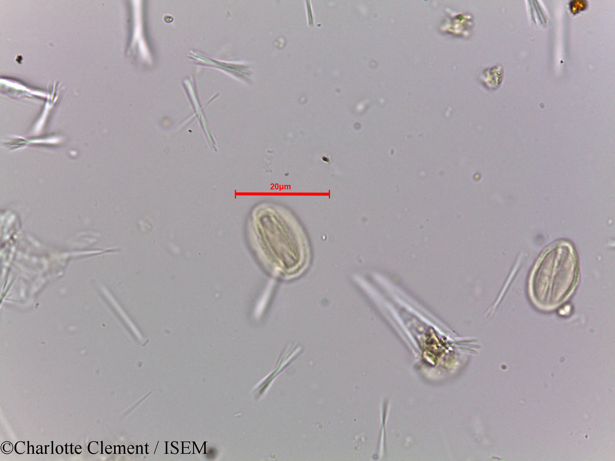 Charlotte.Clement/Tetrameles_nudiflora_23982/Tetrameles_nudiflora_23982_0002(copy).jpg