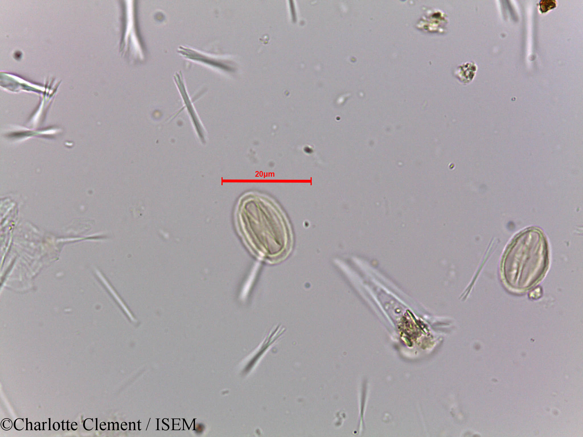 Charlotte.Clement/Tetrameles_nudiflora_23982/Tetrameles_nudiflora_23982_0003(copy).jpg