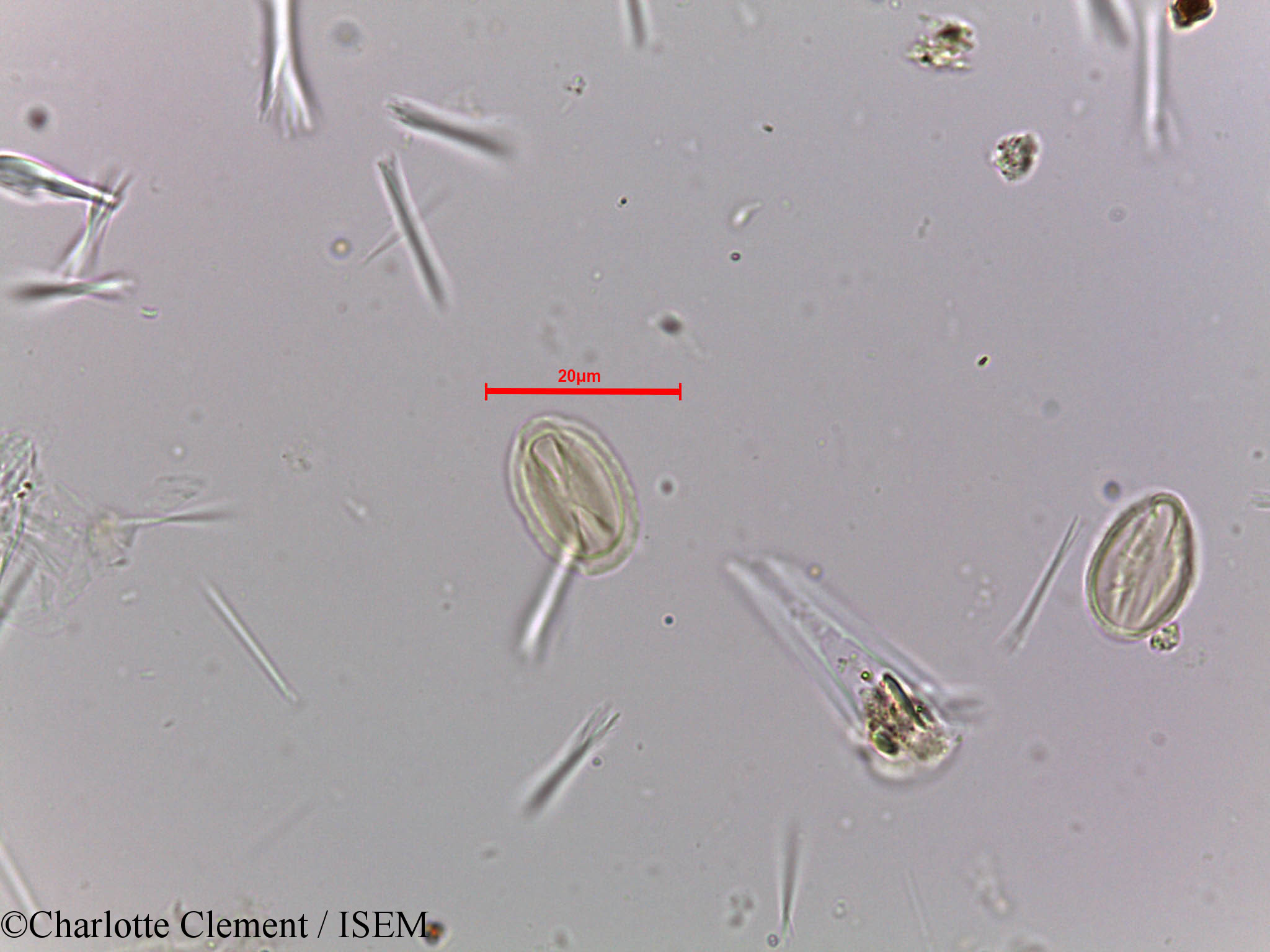Charlotte.Clement/Tetrameles_nudiflora_23982/Tetrameles_nudiflora_23982_0004(copy).jpg