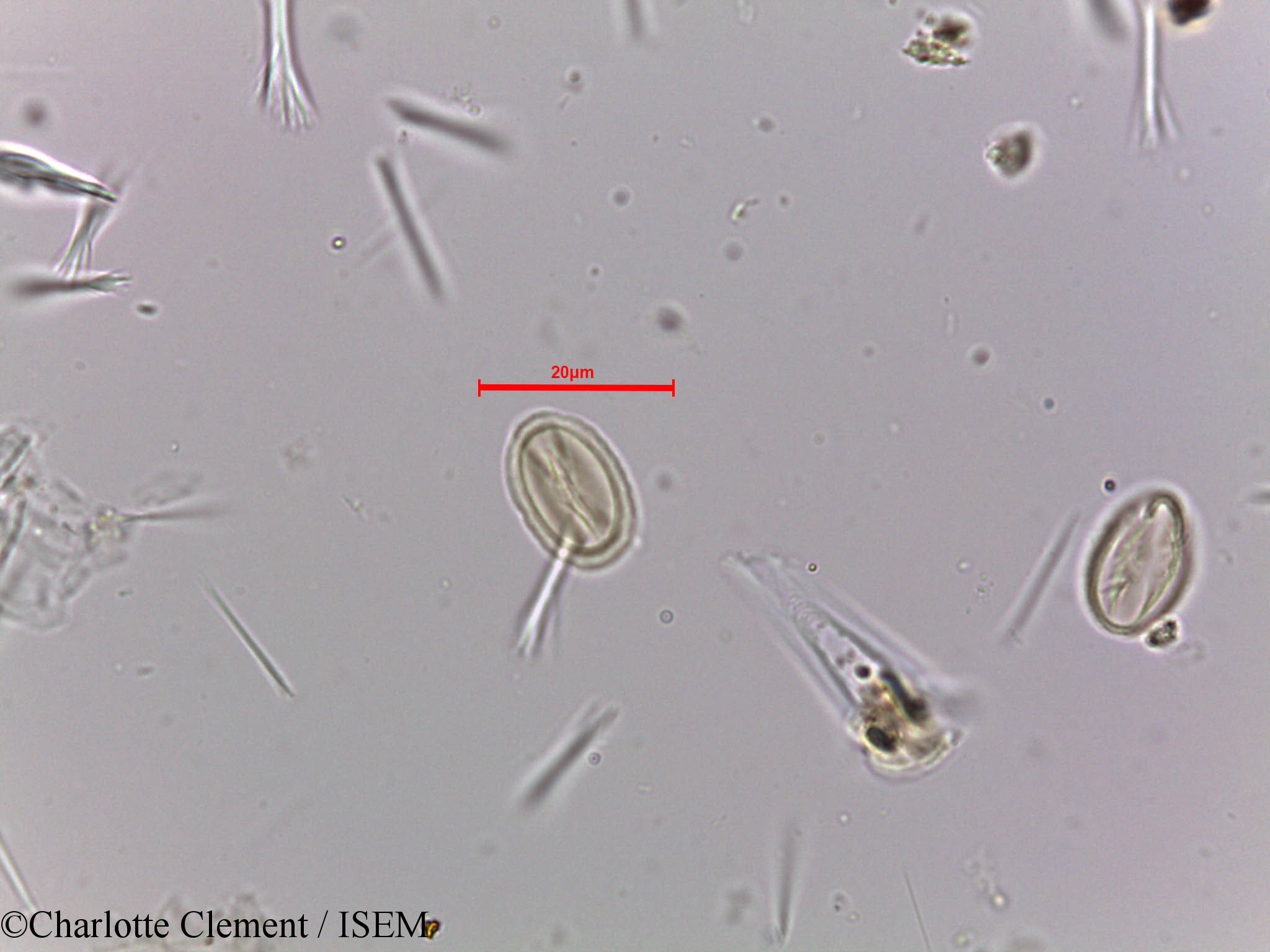 Charlotte.Clement/Tetrameles_nudiflora_23982/Tetrameles_nudiflora_23982_0005(copy).jpg