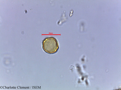 Charlotte.Clement/Trema_orientalis_42860/Trema_orientalis_42860_0001(copy)_thumb.jpg