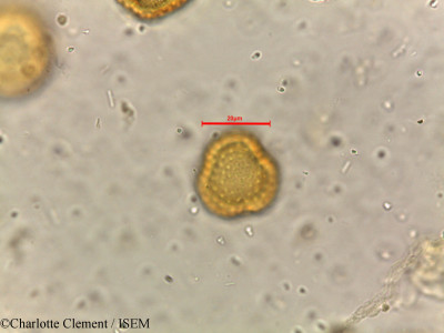 Charlotte.Clement/Xanthium_strumarium_15454/Xanthium_strumarium_15454_0001(copy)_thumb.jpg