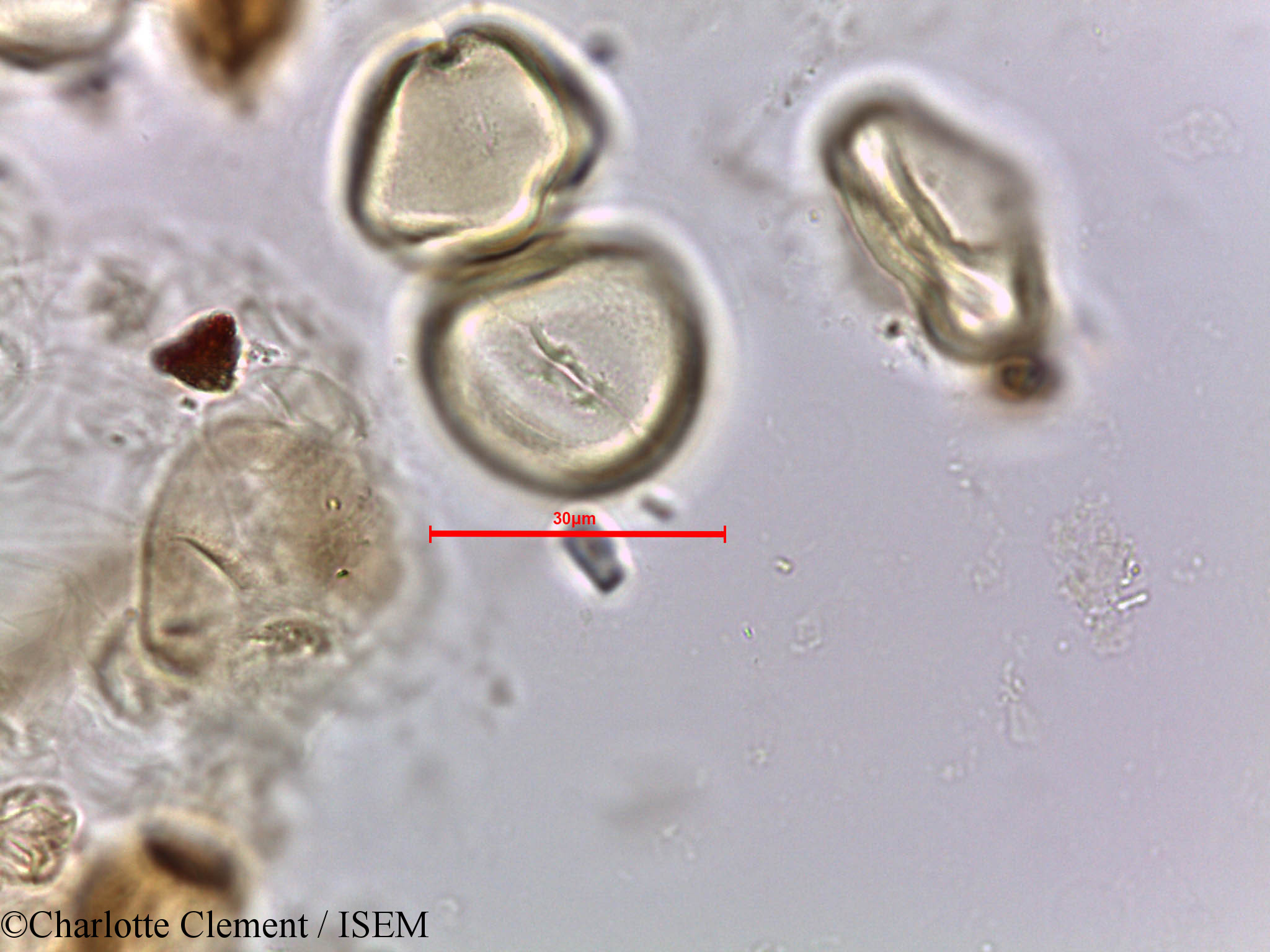 Charlotte.Clement/Ziziphus_nummularia_5663/Ziziphus_nummularia_5663_0001(copy).jpg