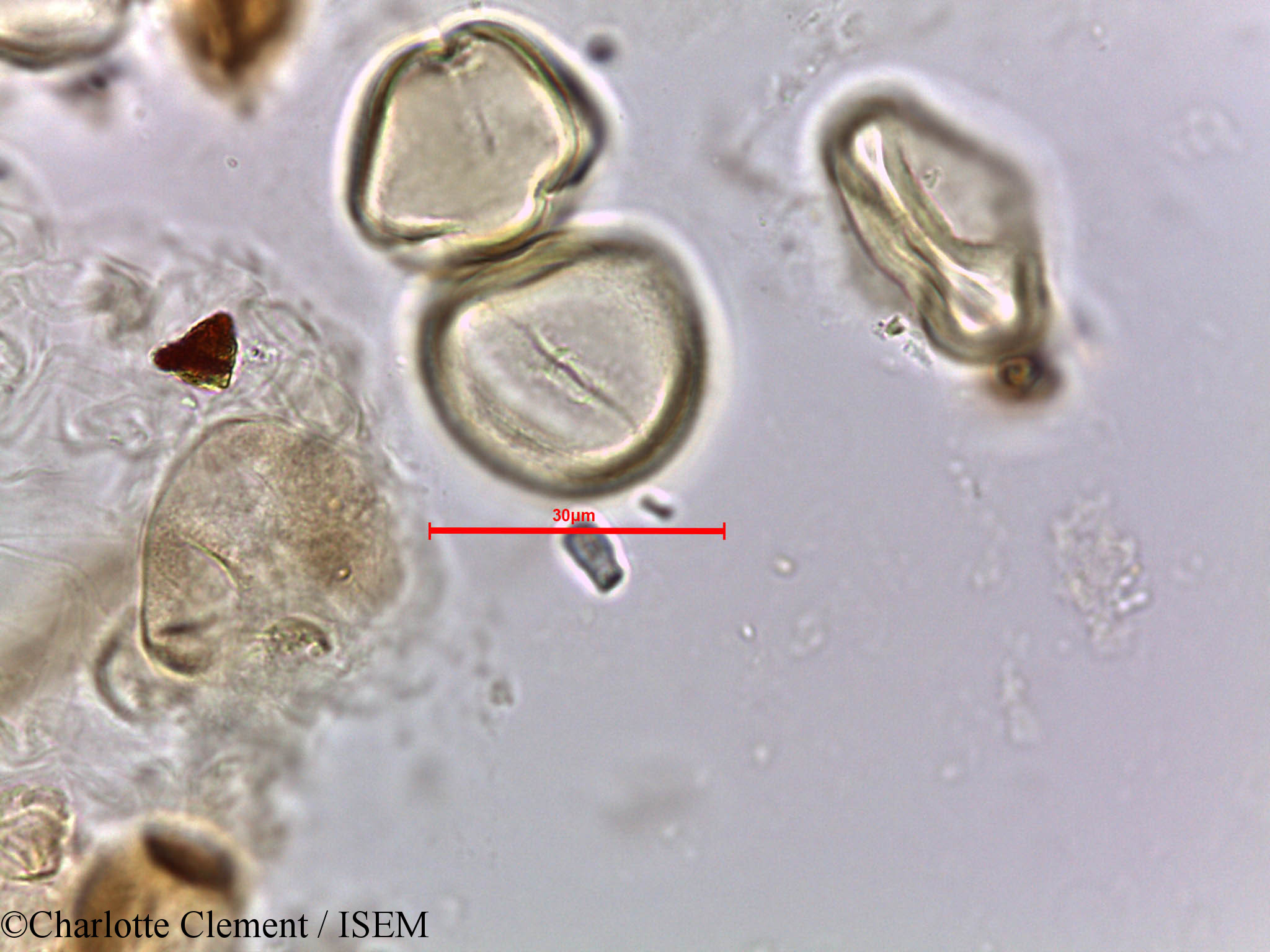 Charlotte.Clement/Ziziphus_nummularia_5663/Ziziphus_nummularia_5663_0002(copy).jpg