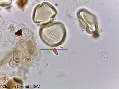 Ziziphus nummularia - lame n° 5663