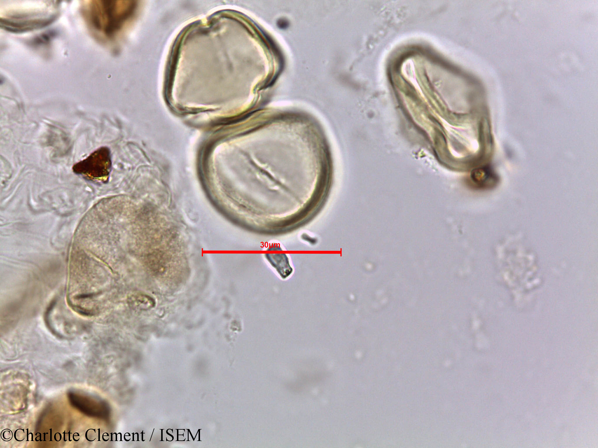 Charlotte.Clement/Ziziphus_nummularia_5663/Ziziphus_nummularia_5663_0003(copy).jpg