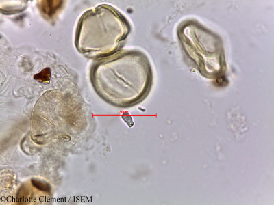 Ziziphus nummularia - lame n° 5663