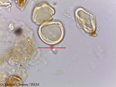 Ziziphus nummularia - lame n° 5663