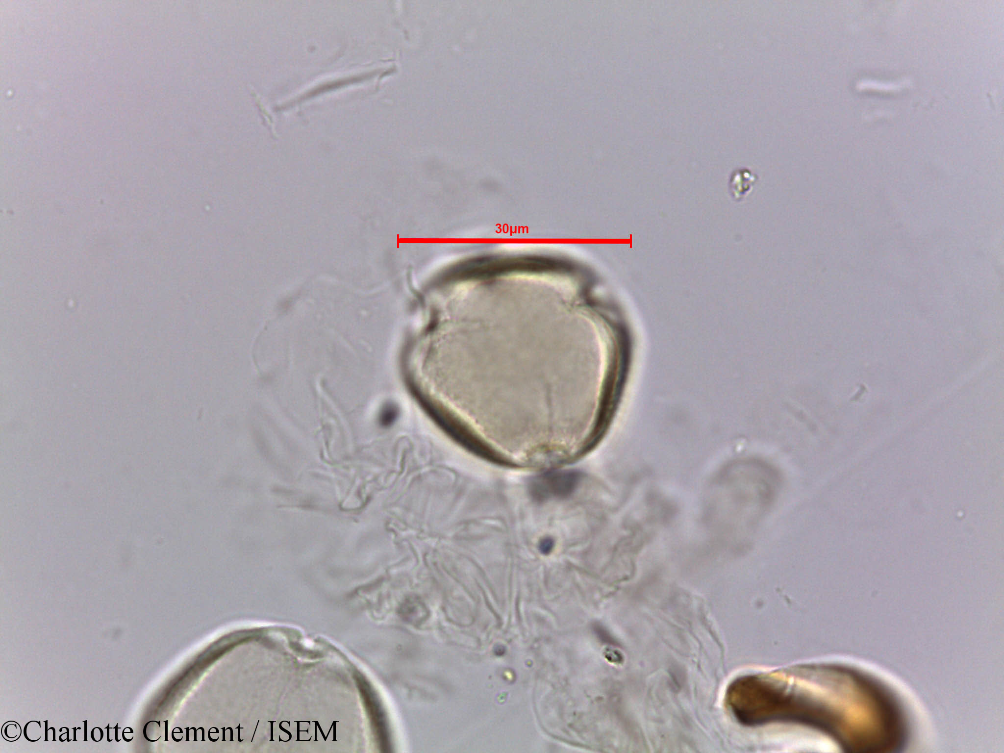 Charlotte.Clement/Ziziphus_nummularia_5663/Ziziphus_nummularia_5663_0005(copy).jpg