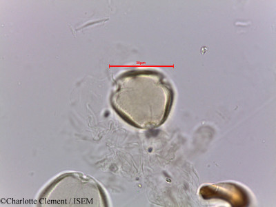 Ziziphus nummularia - lame n° 5663