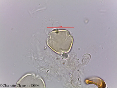 Ziziphus nummularia - lame n° 5663