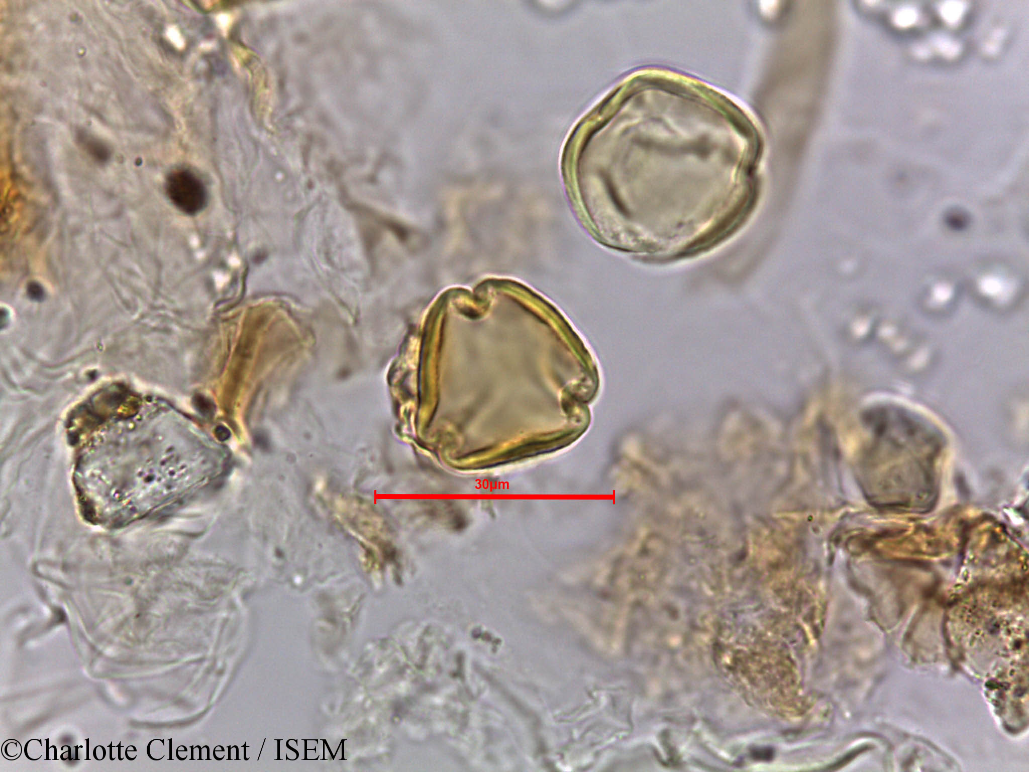 Charlotte.Clement/Ziziphus_nummularia_5663/Ziziphus_nummularia_5663_0007(copy).jpg