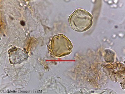 Ziziphus nummularia - lame n° 5663