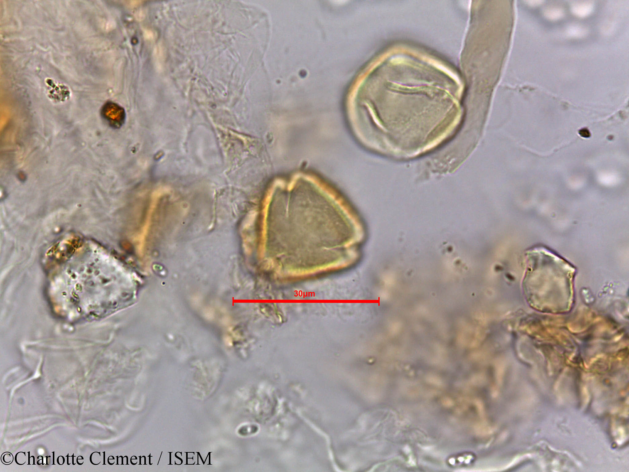 Charlotte.Clement/Ziziphus_nummularia_5663/Ziziphus_nummularia_5663_0008(copy).jpg