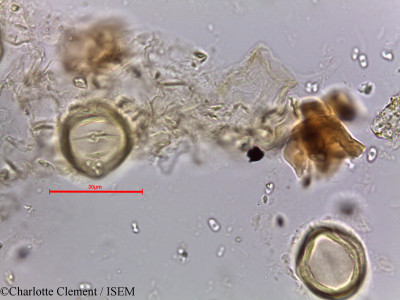 Ziziphus nummularia - lame n° 5663