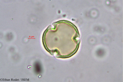 Baudouinia louvelii - lame n° 38237