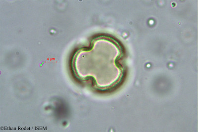 Baudouinia louvelii - lame n° 38237