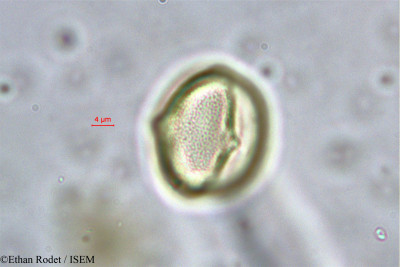 Baudouinia louvelii - lame n° 38237