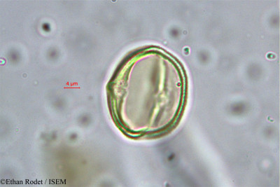 Baudouinia louvelii - lame n° 38237