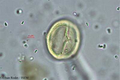 Baudouinia louvelii - lame n° 38237