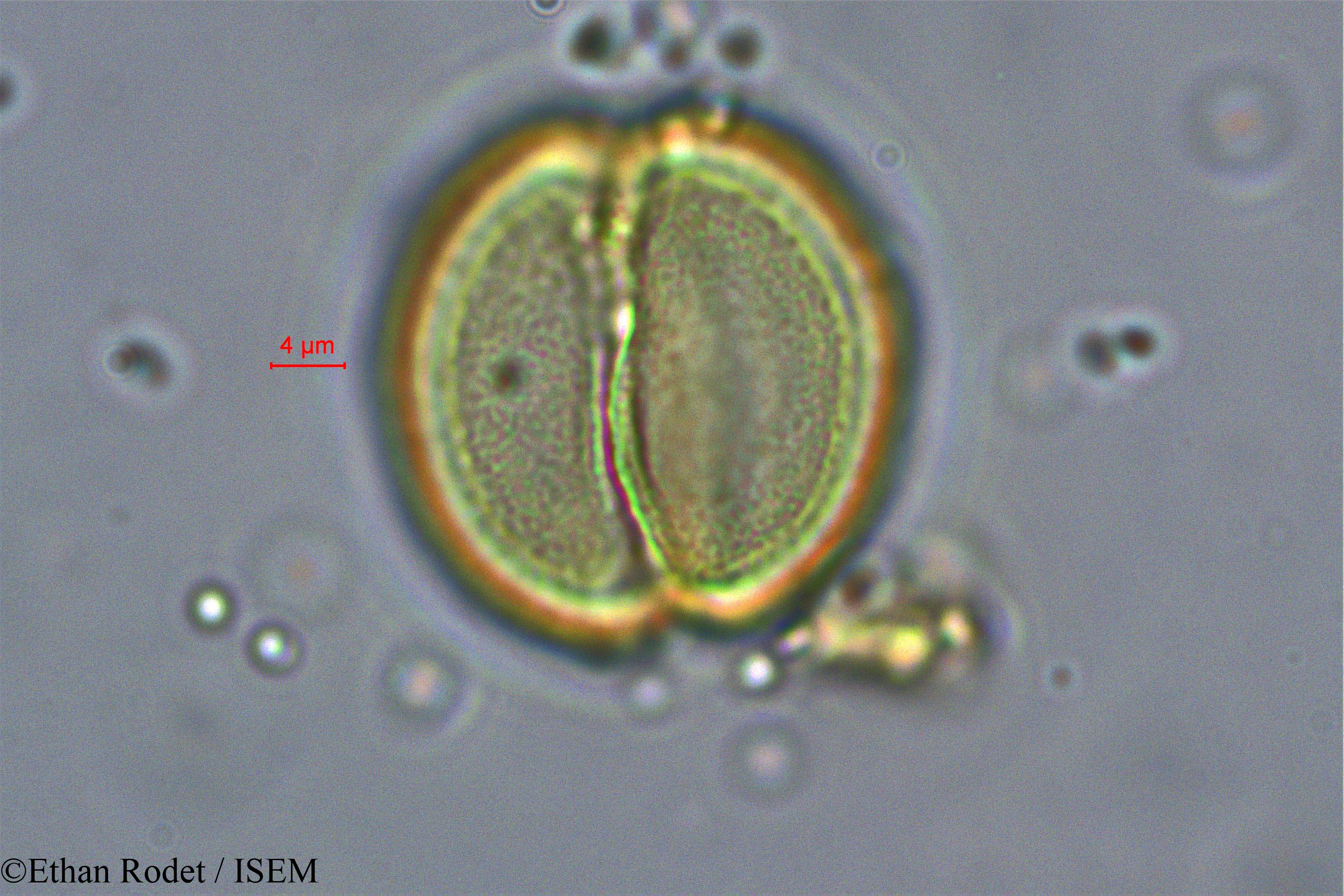 Ethan.Rodet/Brenierea_insignis_37873/Brenierea_insignis_37873_0001(copy).jpg