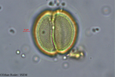Ethan.Rodet/Brenierea_insignis_37873/Brenierea_insignis_37873_0001(copy)_thumb.jpg