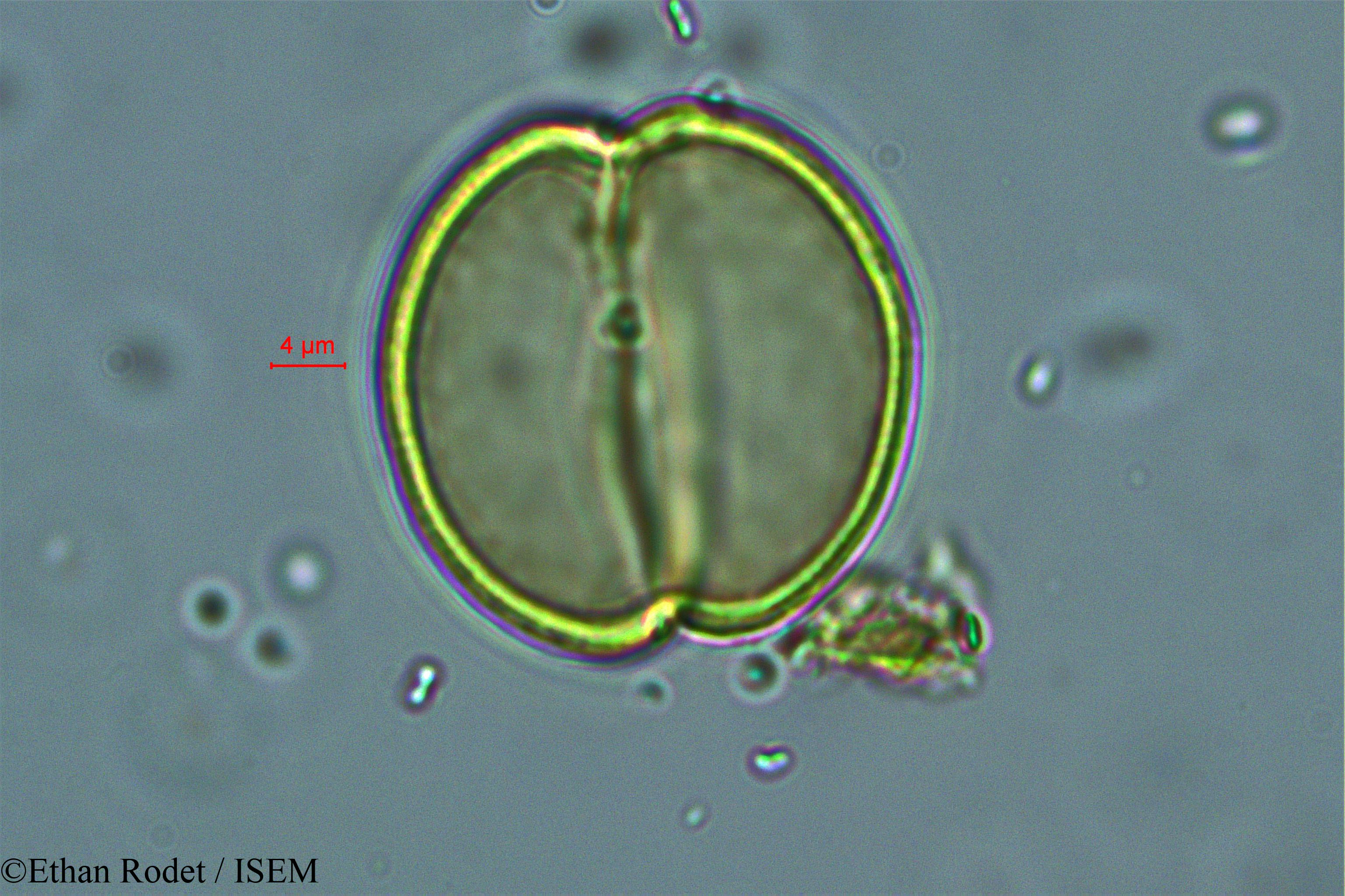 Ethan.Rodet/Brenierea_insignis_37873/Brenierea_insignis_37873_0002(copy).jpg