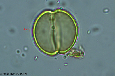 Brenierea insignis - lame n° 37873