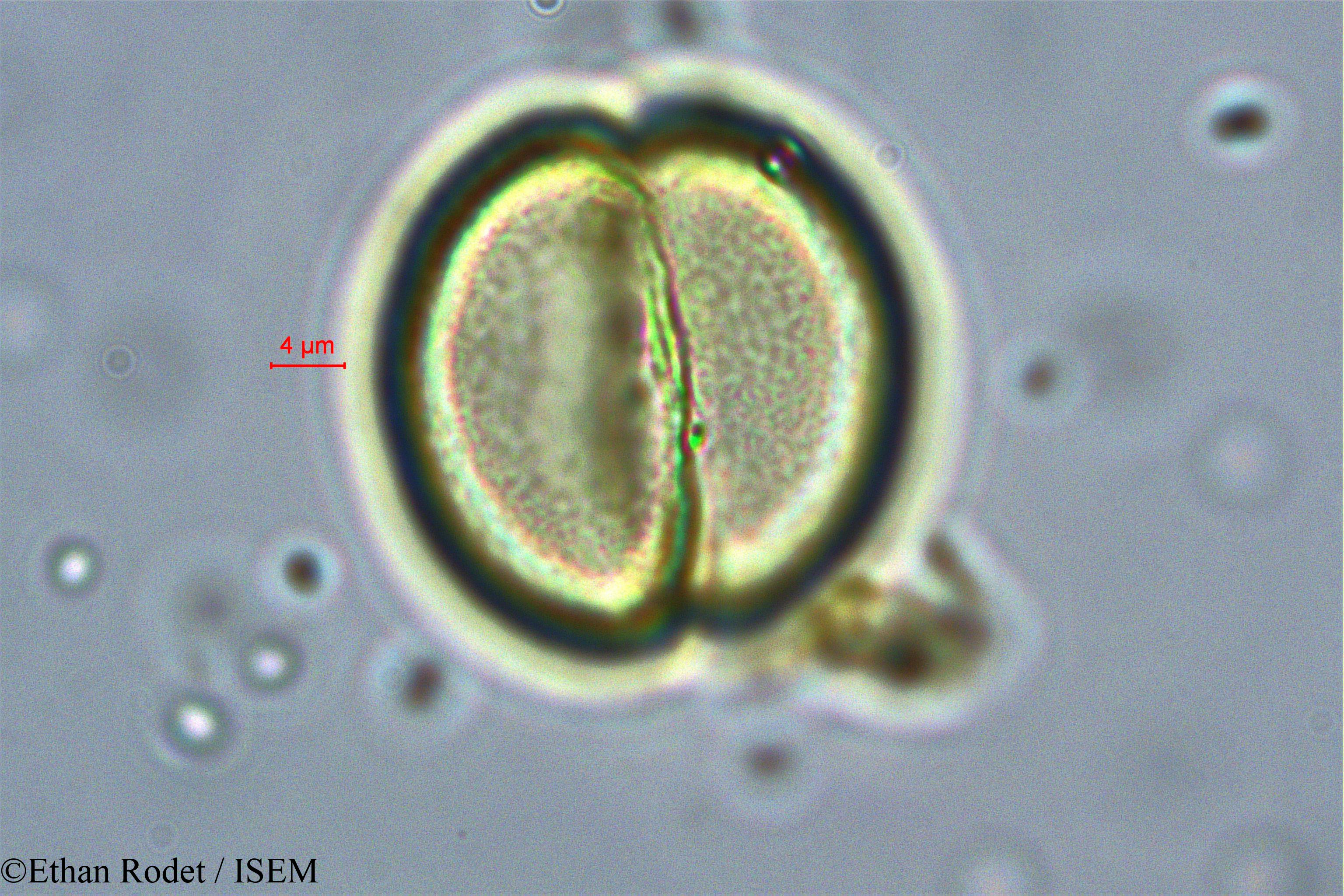 Ethan.Rodet/Brenierea_insignis_37873/Brenierea_insignis_37873_0003(copy).jpg