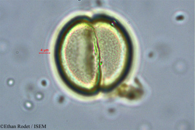 Brenierea insignis - lame n° 37873