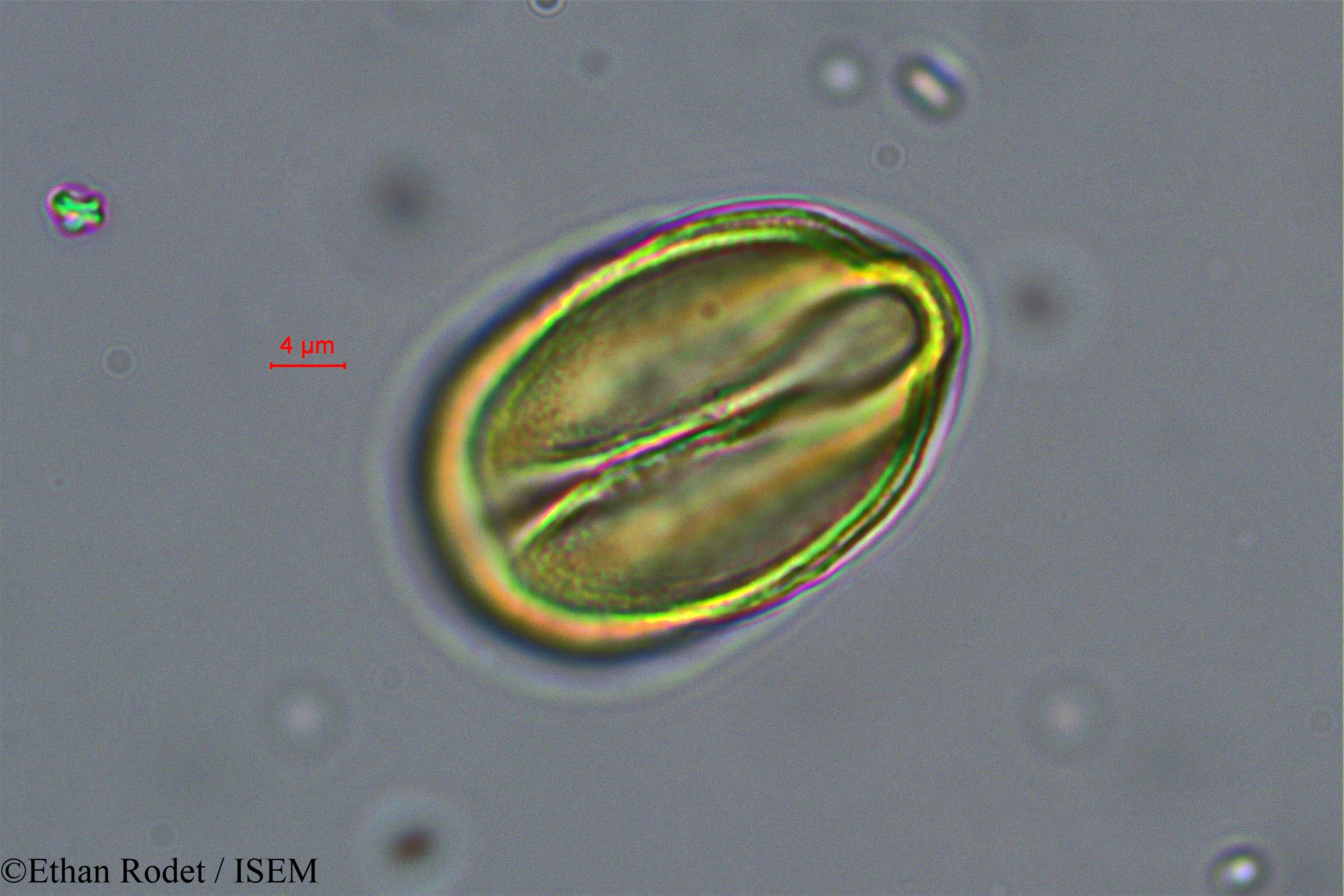 Ethan.Rodet/Brenierea_insignis_37873/Brenierea_insignis_37873_0004(copy).jpg