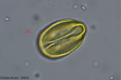Brenierea insignis - lame n° 37873